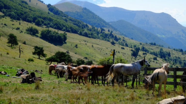 Sjour questre  la Ferme Equestre des 4 Chemins