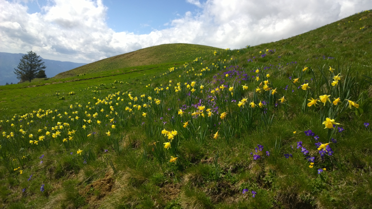 Photo jonquilles