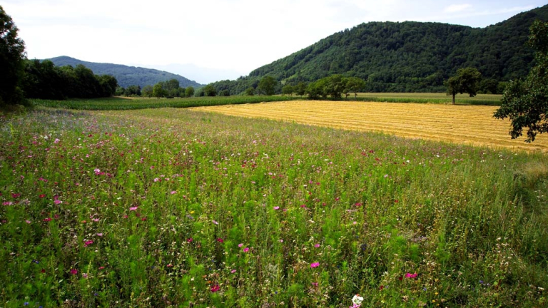 Vue La plan sous la tour de Clermont  depuis jachre fleurie