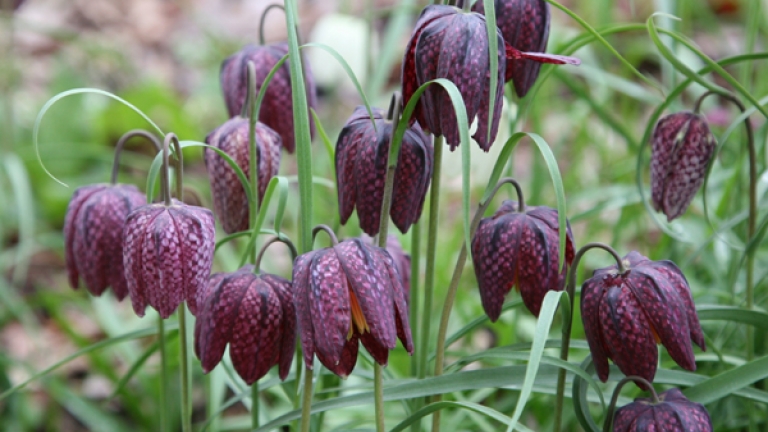 fritillaria meleagris