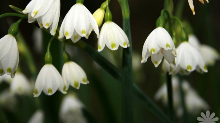 Leucojum aestivum