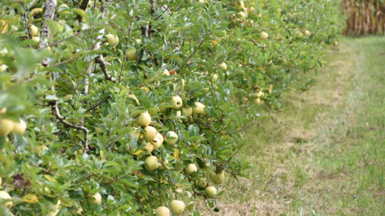 Verte Campagne - producteur - Le Bouchage - Balcons du Dauphin