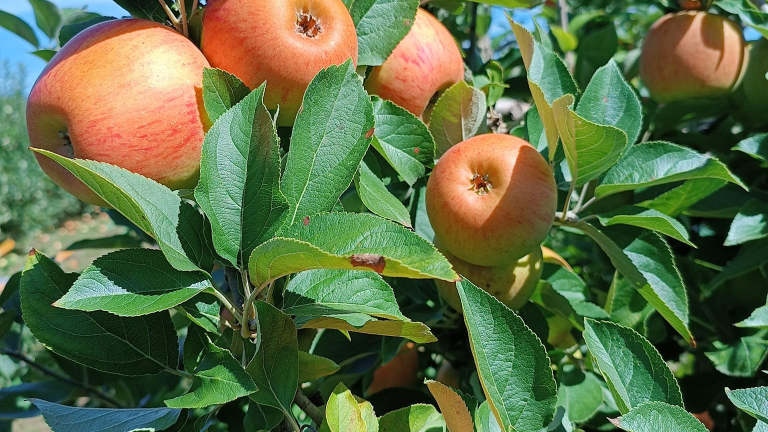 Boutique des Vergers du Bouchage, producteurs des Balcons du Dauphin, Nord Isre