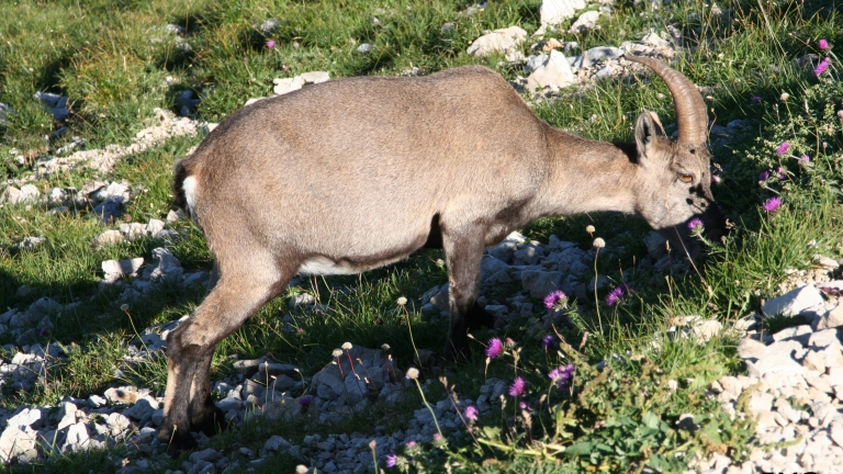 Bouquetin gourmand