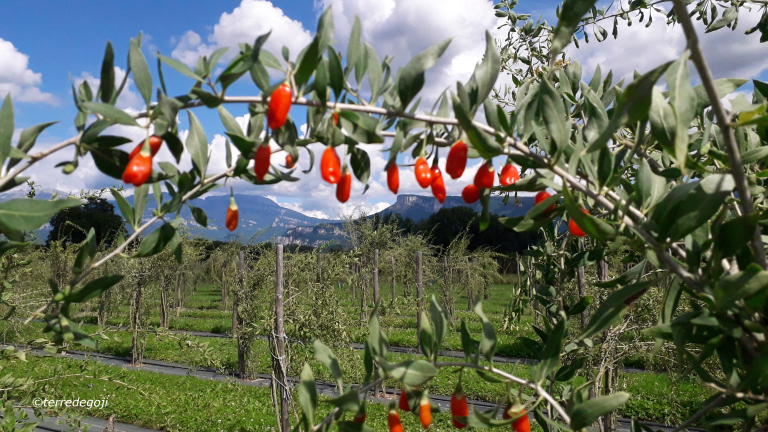 Vue en premier plan dune branche d'arbre de Goji, second plan le domaine de plantation des arbre de Goji pui en arriere plan, les reliefs montagneux