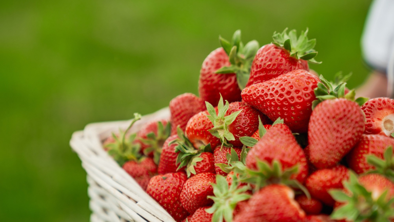 Les fraises d'Amlie - producteur - Tignieu-Jameyzieu - Balcons du Dauphin