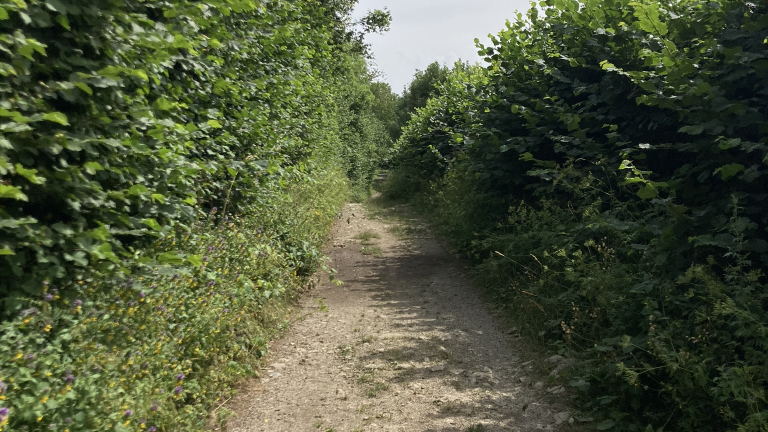 Le sentier du bord du lac de Pierre-Chtel