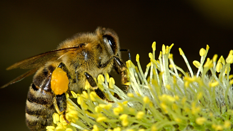 Confrence sur les abeilles sauvages - Porcieu-Amblagnieu - Balcons du Dauphin