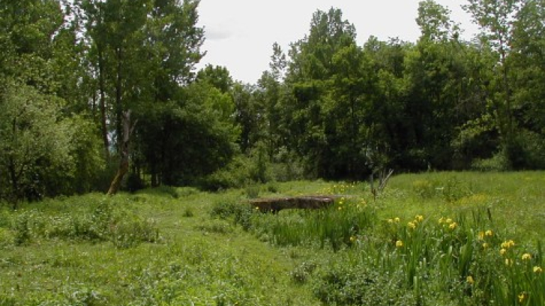 Vue sur une partie trs herbor et arbor du Sentier Boucle des Moles