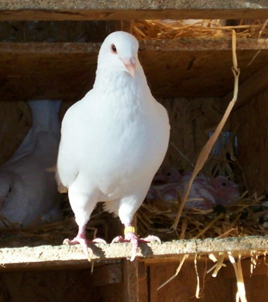 Pigeonneau des Terres