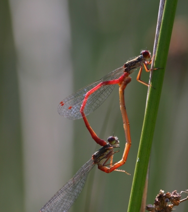 Ceriagrion tenellum, coeur - G.Delcourt - Lo Parvi