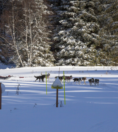 Photo chiens de traineau Chamrousse