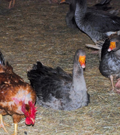 Les animaux de la Ferme des Sorbiers - Vaulnaveys le Bas