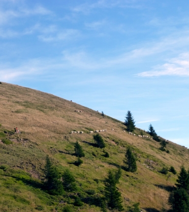 Monte dans les alpages