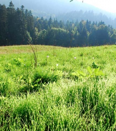 Prairie de montagne  la Chartreuse de Prmol