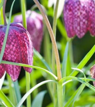 fritillaria meleagris