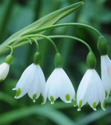 Leucojum aestivum