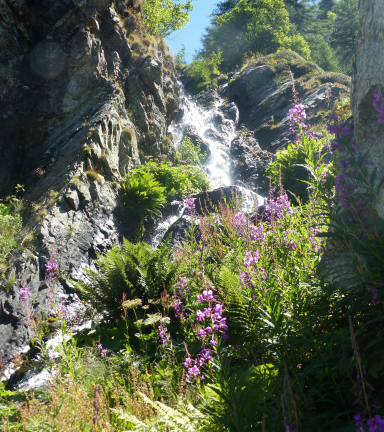 Cascade sur le chemin, entoure de fleurs roses