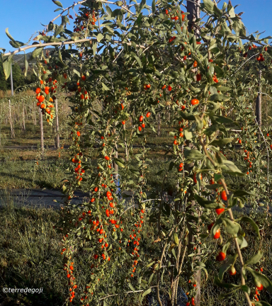 Photo d'un arbe  Goji avec toutes ses baies rouges