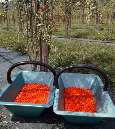 photo de deux panier de rcoltes de petites baies rouges