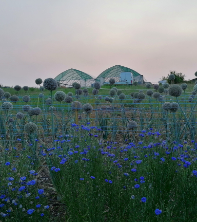 Graines d'avenir, producteurs des Balcons du Dauphin