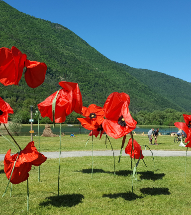 Champs de coquelicots