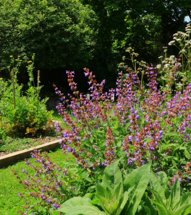 Carr de plantes mdicinales