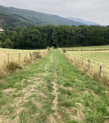 Le sentier du bord du lac de Pierre-Chtel