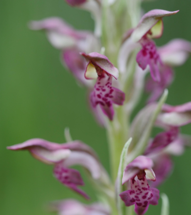 Orchis parfume - Fleur protge