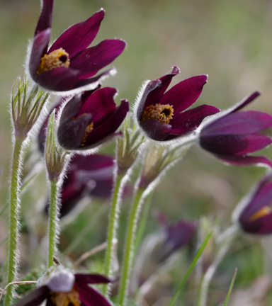 Anmone Pulsatille rouge - Fleur protge