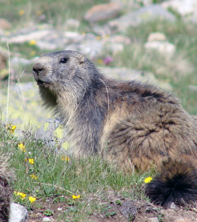 Marmotte au lauvitel