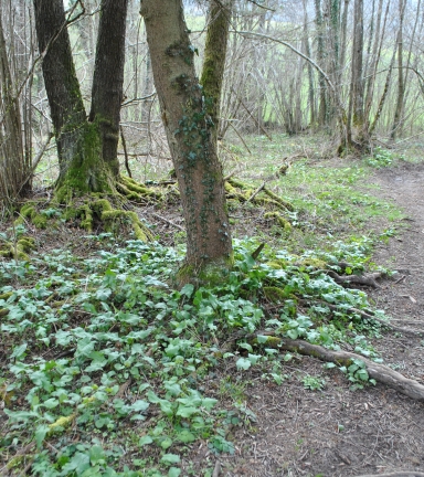 Parours trail rouge Saint-Geoire en Valdaine