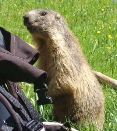 Marmotte au Lac Lauvitel