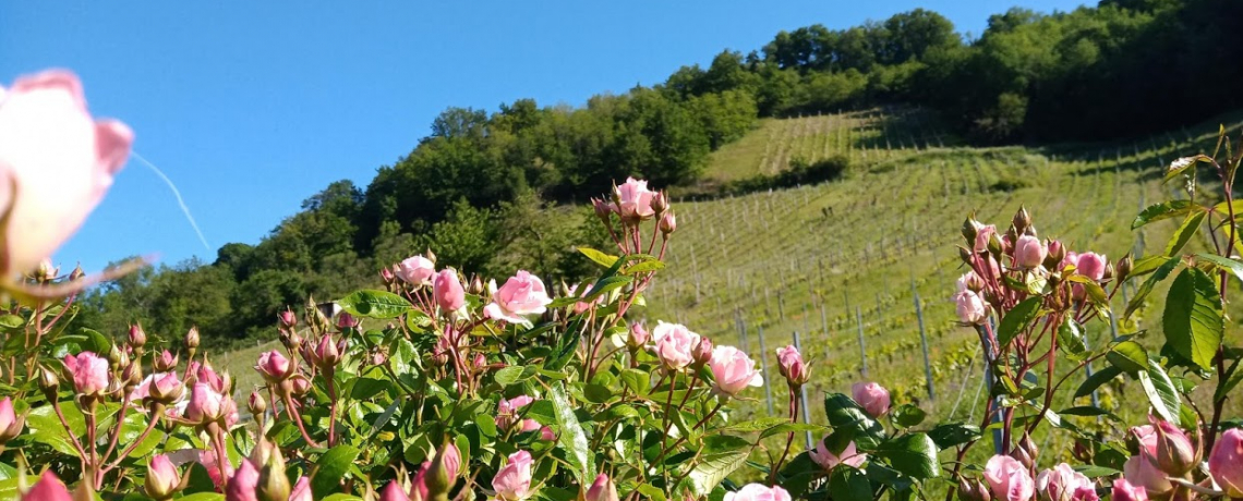 Domaine du Loup des Vignes