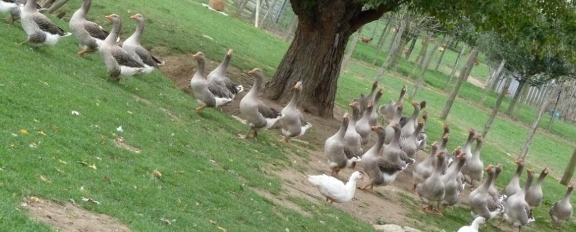 Ferme des Terres Blanches