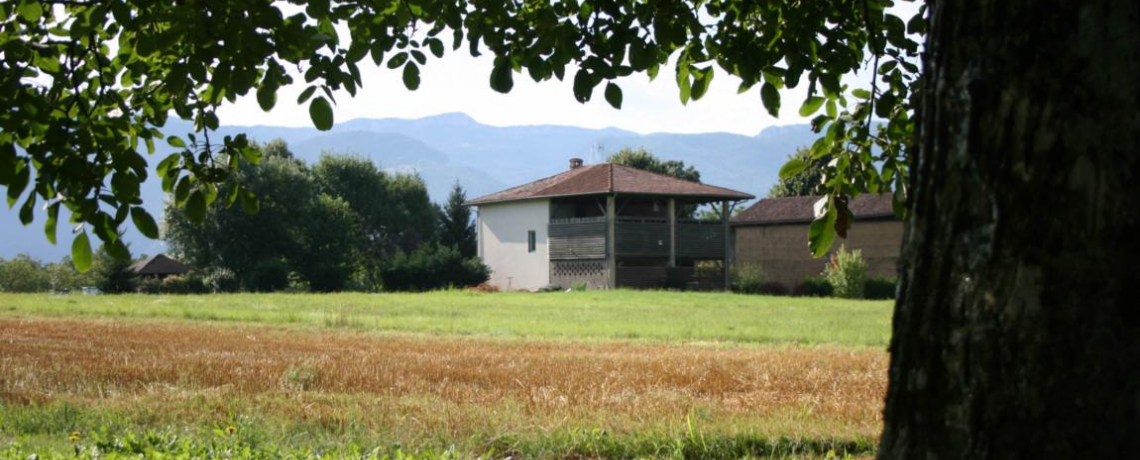 Schoir  noix dans le Sud Grsivaudan en Isre