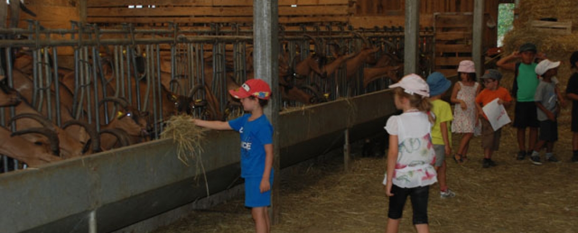 Les enfants en visite  la Chvrerie de la Ferme des Sorbiers