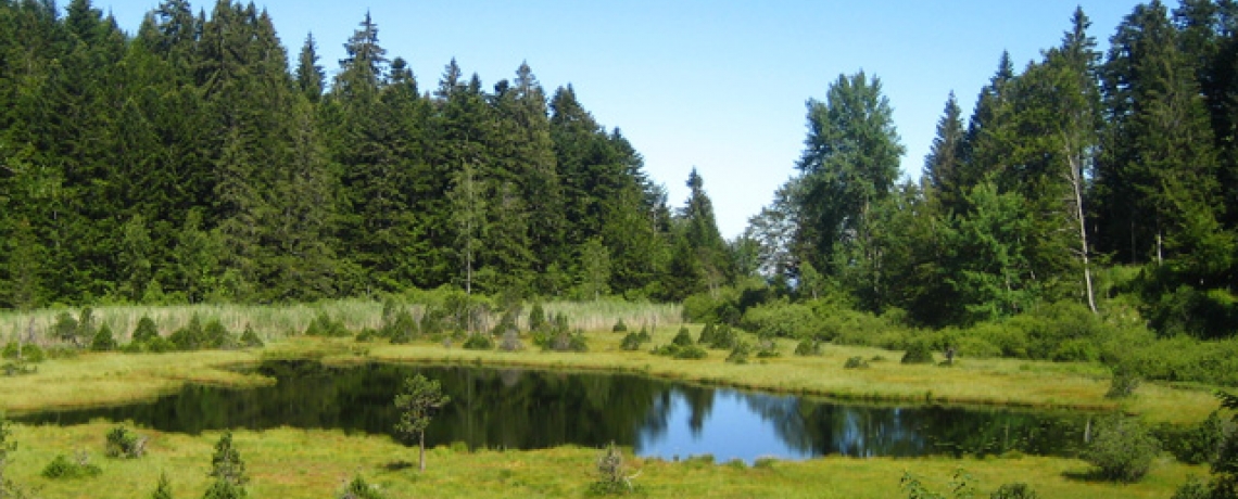 Rserve Naturelle du luitel - Schilienne