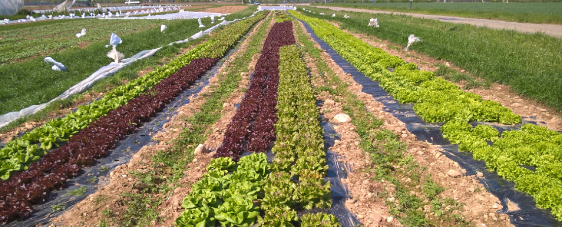 Thierry Janin - Légumes et fruits - Producteur-Revendeur