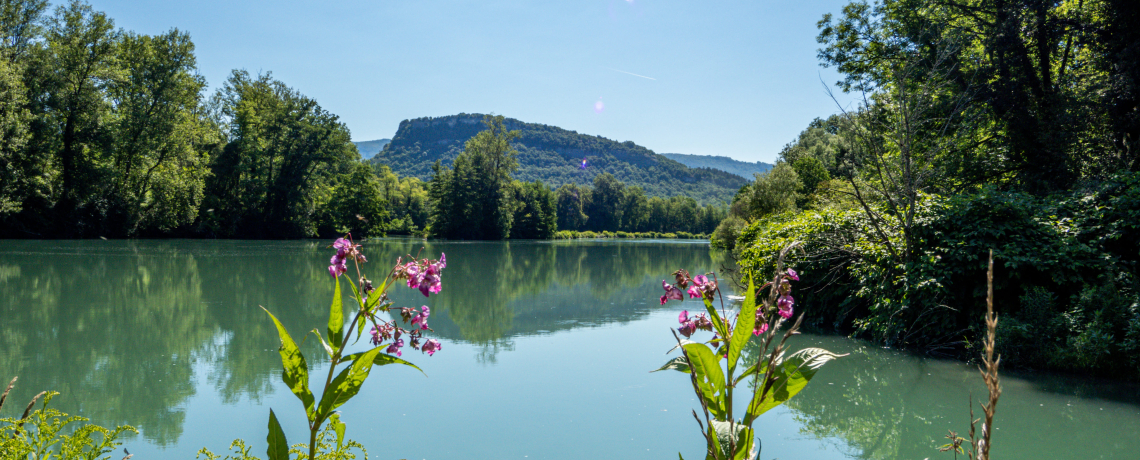 Vue sur le Rhne depuis le sentier Envirhna - Balcons du Dauphin