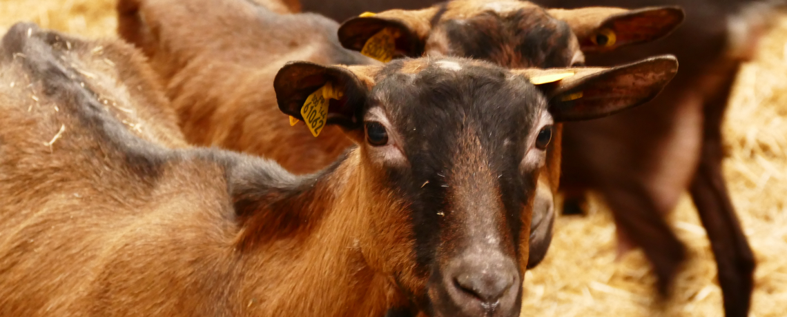 GAEC La Ferme de la Grangère