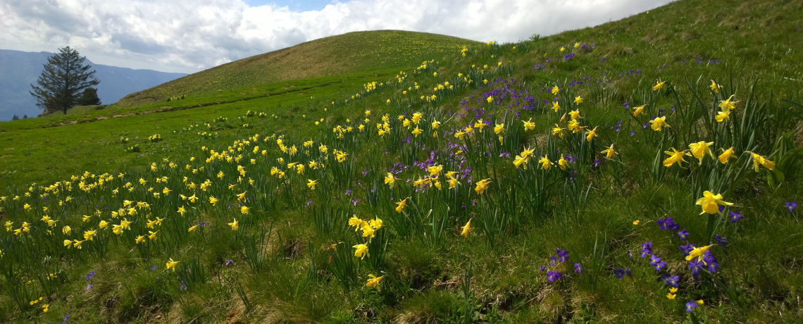 Photo jonquilles