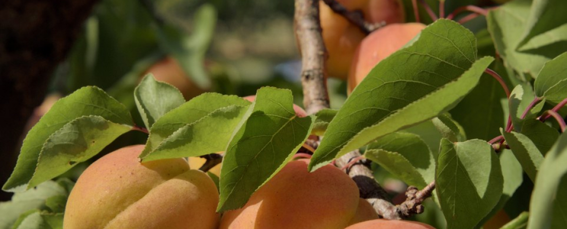 Point de vente d&#039;Atout Fruit