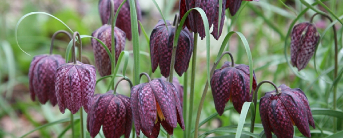 fritillaria meleagris