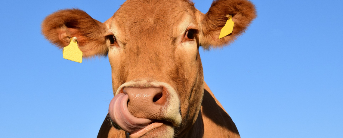 La Ferme de l&#039;Oie