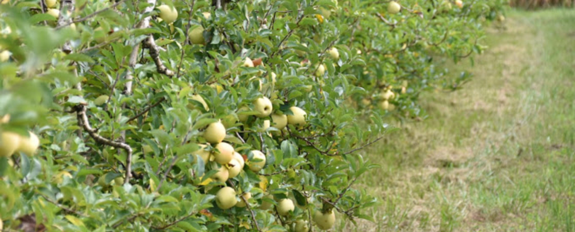 Verte Campagne - producteur - Le Bouchage - Balcons du Dauphin