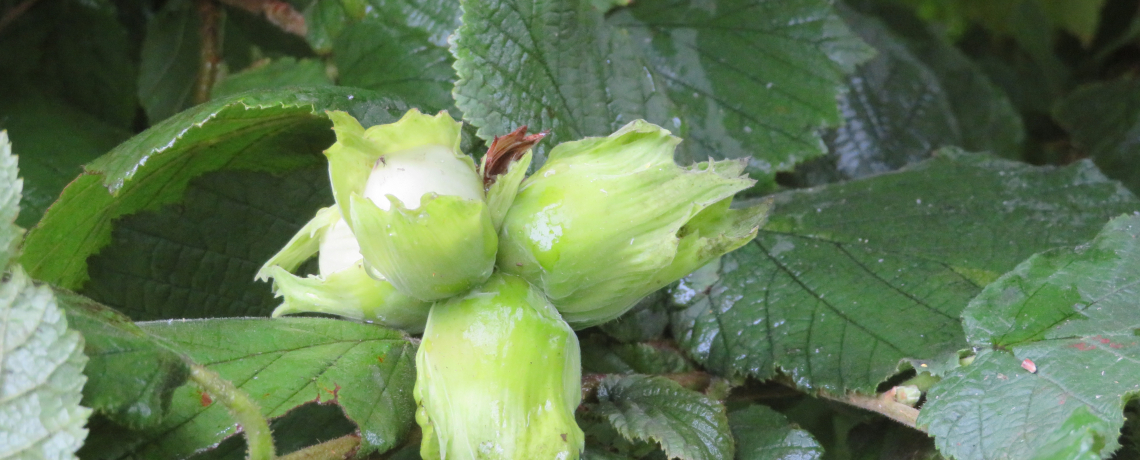 Noix et noisettes du Dauphiné