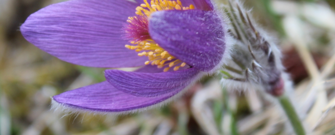 Randonnée : plantes culinaires et médicinales