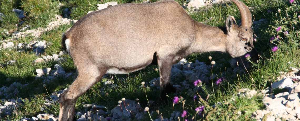 Bouquetin gourmand