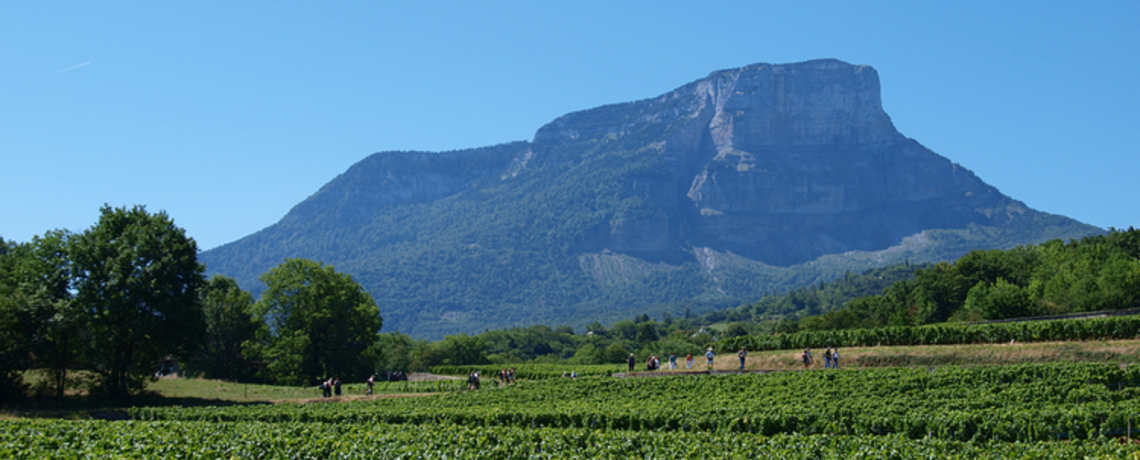 Itinéraire Cyclo Route des Vins